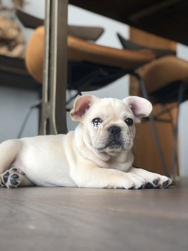 fugu法斗成长日记·怎么给法斗绑耳朵_法斗_胶带_葡萄