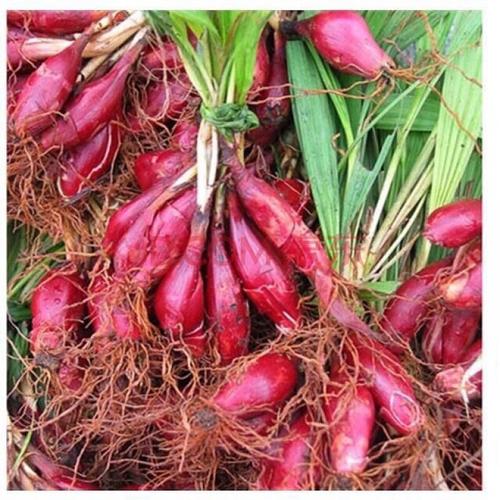两广野生红葱头1斤珠葱朱葱小红蒜百步还阳 红根水仙种苗 500g