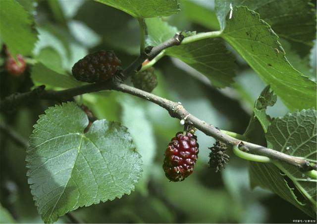 传统民间良药桑树枝的妙用