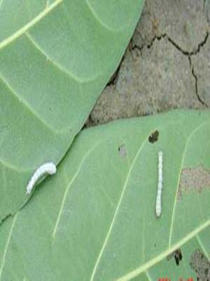 在华南地区危害小叶榕,黄葛榕,高山榕,菩提榕,菠萝蜜等主要园林植物