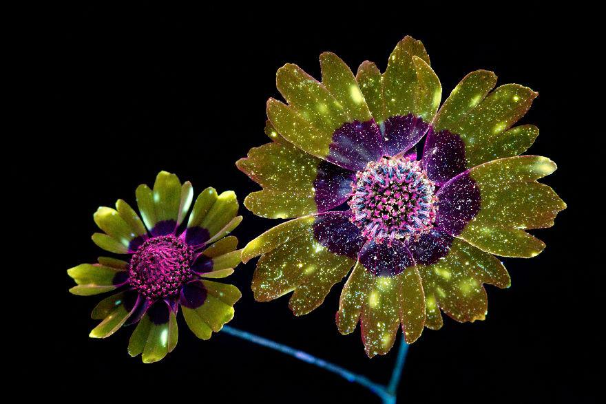 30张「花朵在镜头里变得闪闪发光」的奇幻照片,长这样的植物模样从来