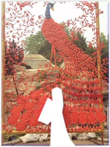 寻求红孔雀图片