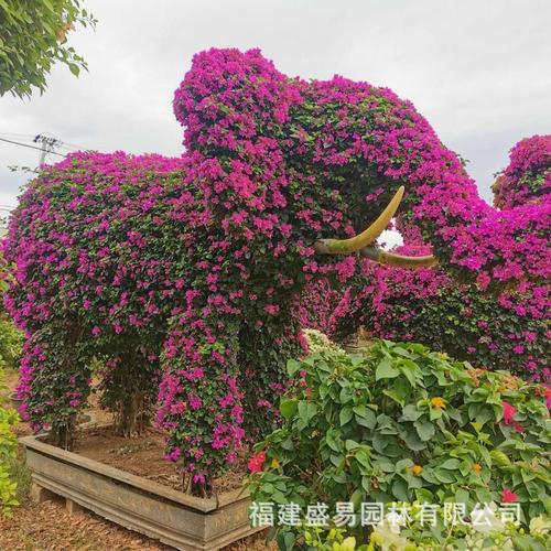 动物造型三角梅批发 大象牛羊龙孔雀凤凰蛇三角梅 勒杜鹃 九重葛