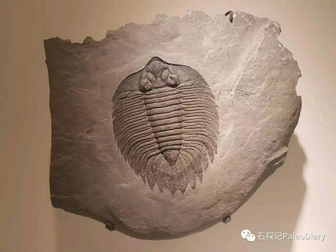 休斯顿自然博物馆三叶虫欣赏