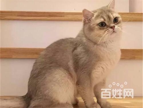 花色英短宝宝,乳白,蓝白,三花