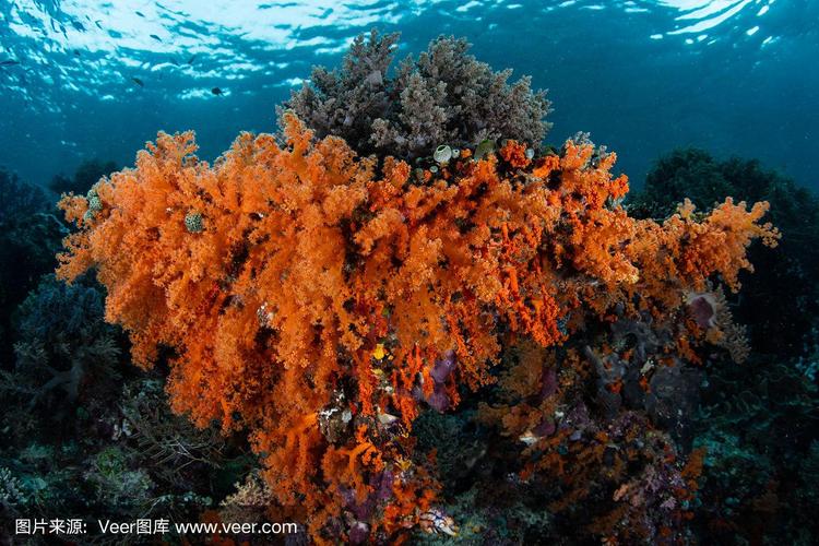 印度尼西亚,软珊瑚,橙色,海洋生命,热带气候