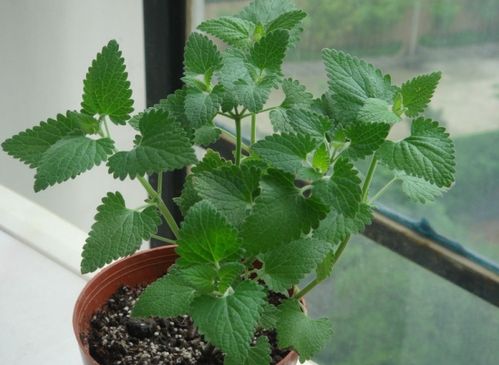 如何种植柠檬猫薄荷在光照充足通风良好的环境下种植