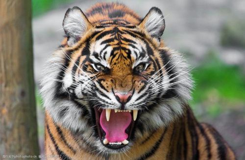 咆哮的老虎图片