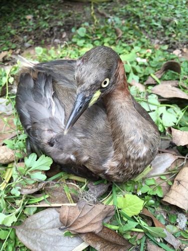 请问这是什么动物,该如何帮助它?它应该生活在
