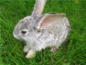 灰栗兔
