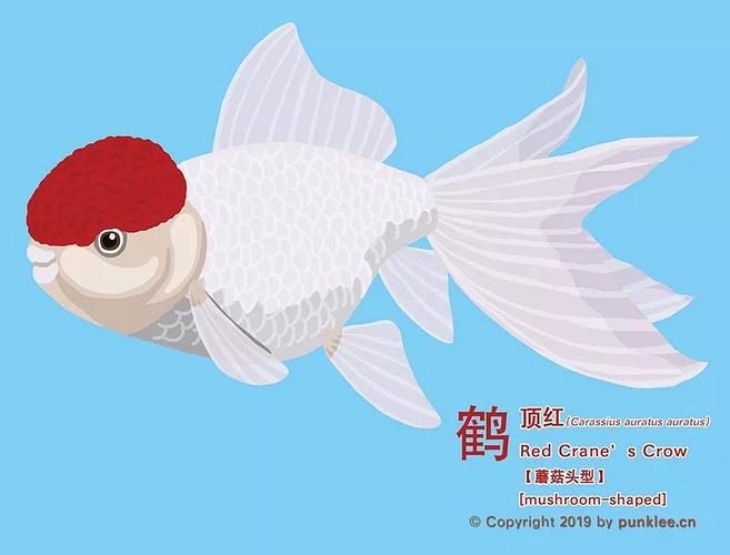 金鱼大图鉴④·鹤顶红&高头