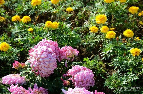 露珠点点,花团簇簇