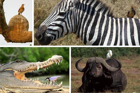 动物界7大共生奇观