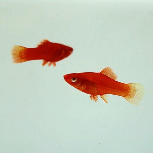 红箭鱼剑鱼观赏鱼热带小型灯科孔雀斑马米奇红绿宝莲灯淡水玻璃鱼