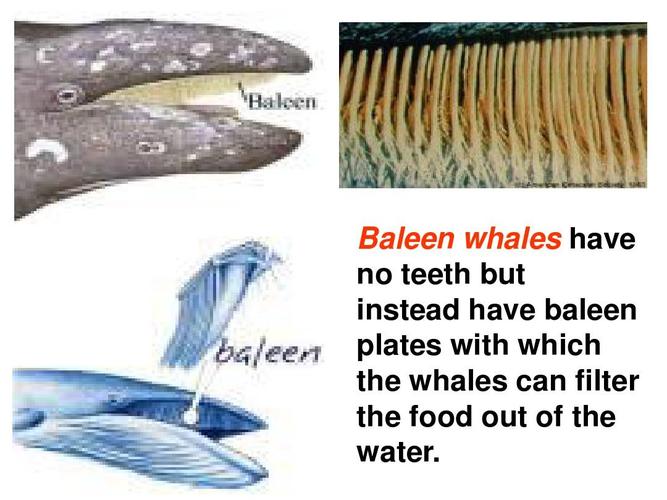 baleen whales have no teeth but instead have baleen plates with