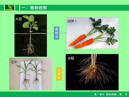 小学自然课件-植物的根茎叶ppt