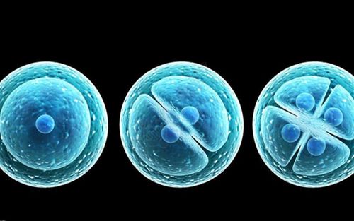 试管婴儿囊胚移植后这几周容易胎停育