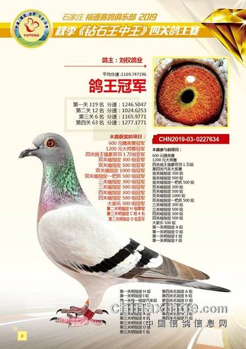 观千剑后识器:2019年职业联赛多关鸽王冠军