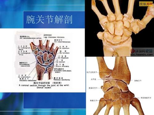 腕关节解剖 桡骨远端骨折