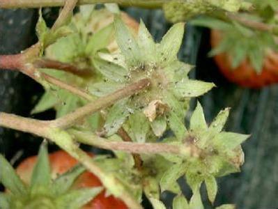 草莓红蜘蛛防治措施