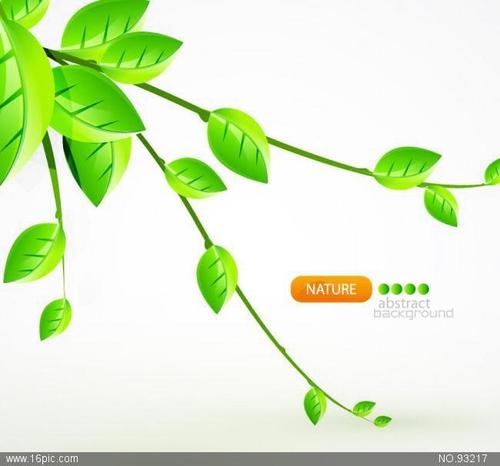 树枝绿叶背景图片