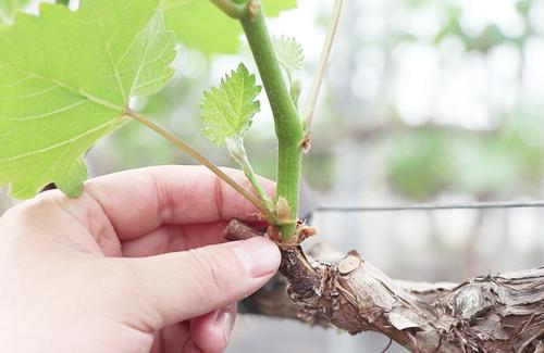 怎样辨别葡萄树的花芽