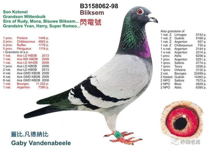 关于盖比大名鸽"闪电号"的前世今生,几乎最齐全的资料