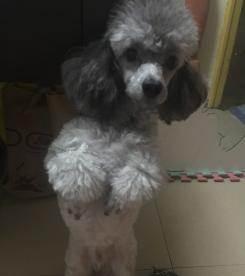 灰贵宾公灰泰迪公