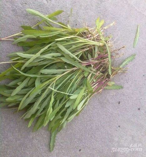 鸭舌草的学名叫什么?百度查不到