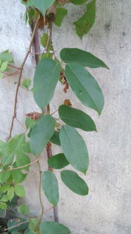 请问这种椭圆形叶子,爬藤的植物叫什么名字,求鉴定求学名