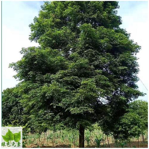 成都户外绿植行道树精品小叶帧楠金丝楠树绿化工程