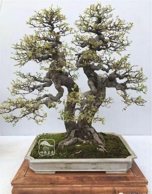《长相厮守》 蔡显华作品 相思树