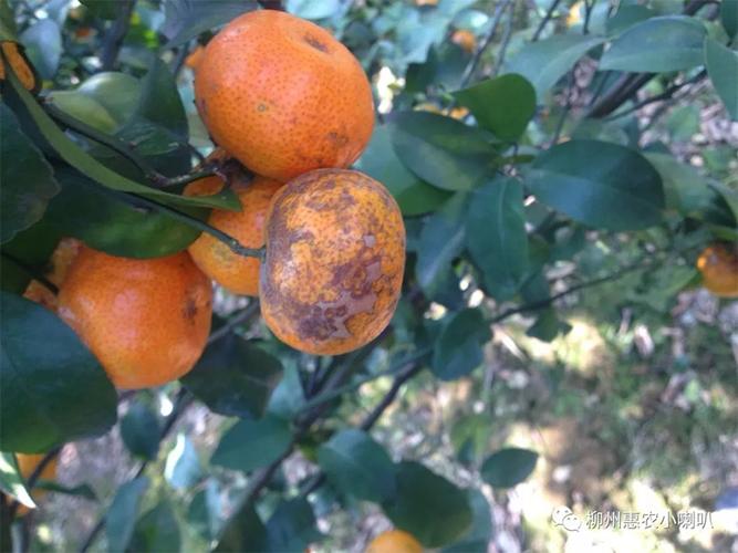 小煤炱属煤烟病