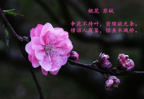 诗歌翻译:苏轼-《桃花》英文译文