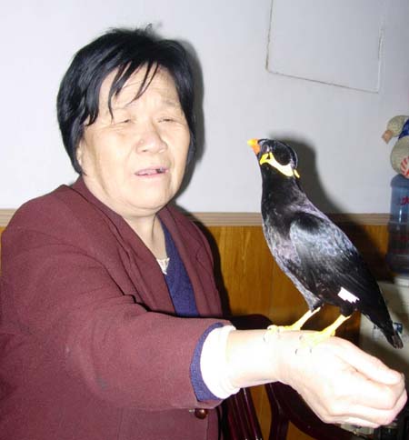 同时还能模仿四种叫声和手机铃声,成能讲三种话(图); 芗城一鹩哥 能讲