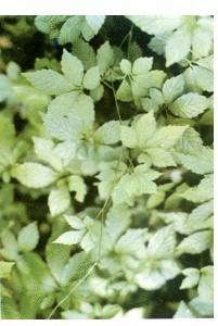 祛痰   (英)fiveleaf gynostemma herb  别名 七叶胆,小苦药公罗锅底