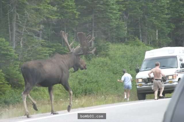 森林之王「驼鹿」出现在荒野小路,超大体型游客吓到落跑!