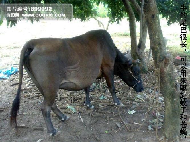 动物尾巴的课件ppt