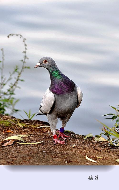 鸽子 摄影 园艺
