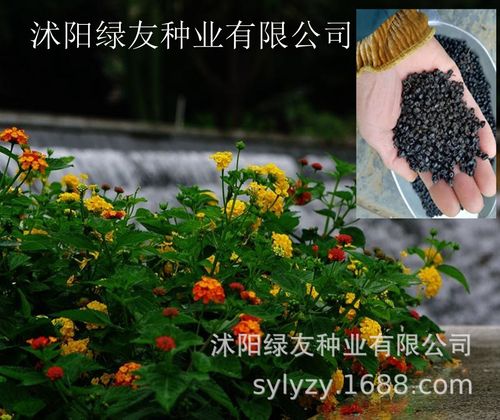 批发五色梅种子 五色梅 马缨丹 五色梅