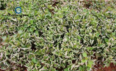 小心这些!2018年红薯病毒病