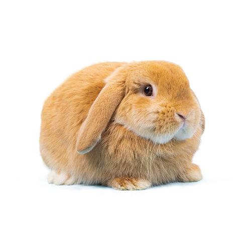 进口礼物小型血统活物荷兰体长兔子