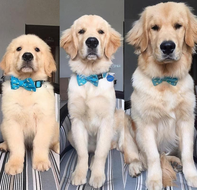 原创3分钟看完狗的一生,你家狗几岁了?