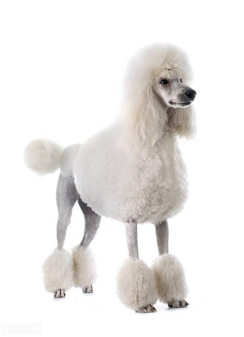 贵宾犬,又名贵妇犬,英语:poodle,又称"卷毛狗",在德语中,pudel是"水花
