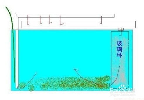怎么控制好鱼缸的水质?