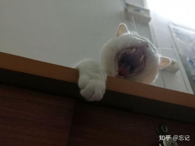 个别的眼睛好像有泪痕,看着图片的猫猫总有种说不上是什么感觉,就是