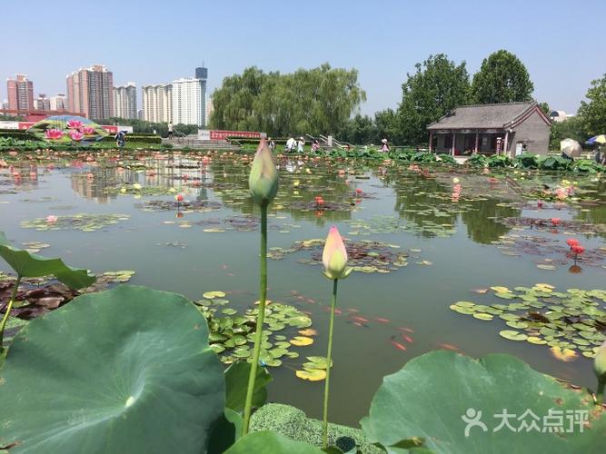 莲花池公园图片 - 第58张