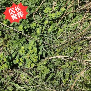 宝天曼森林现挖新品野生泽漆奶浆草猫儿眼草五朵云猫眼草500g包邮