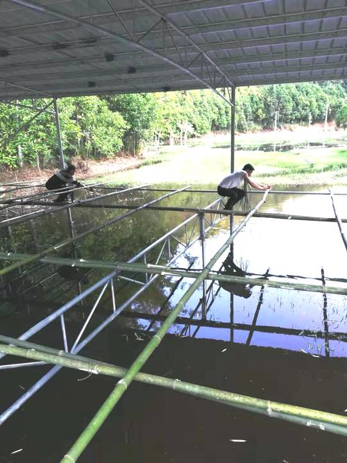 曾祥波(右一)帮助养殖户搭建鸭棚