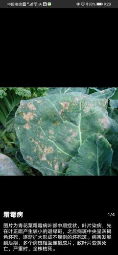 西兰花霜霉病与灰霉病有珂不同